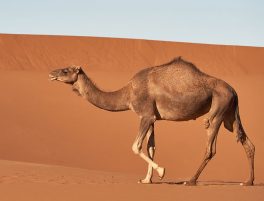 Dromedary Camel