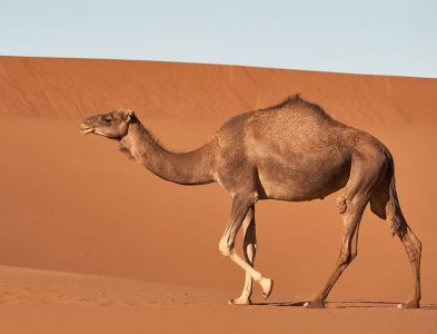 Dromedary Camel
