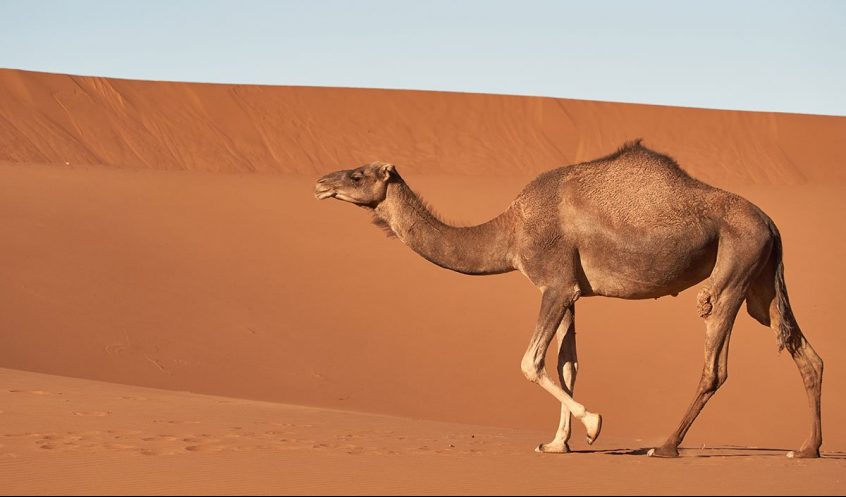 Dromedary Camel