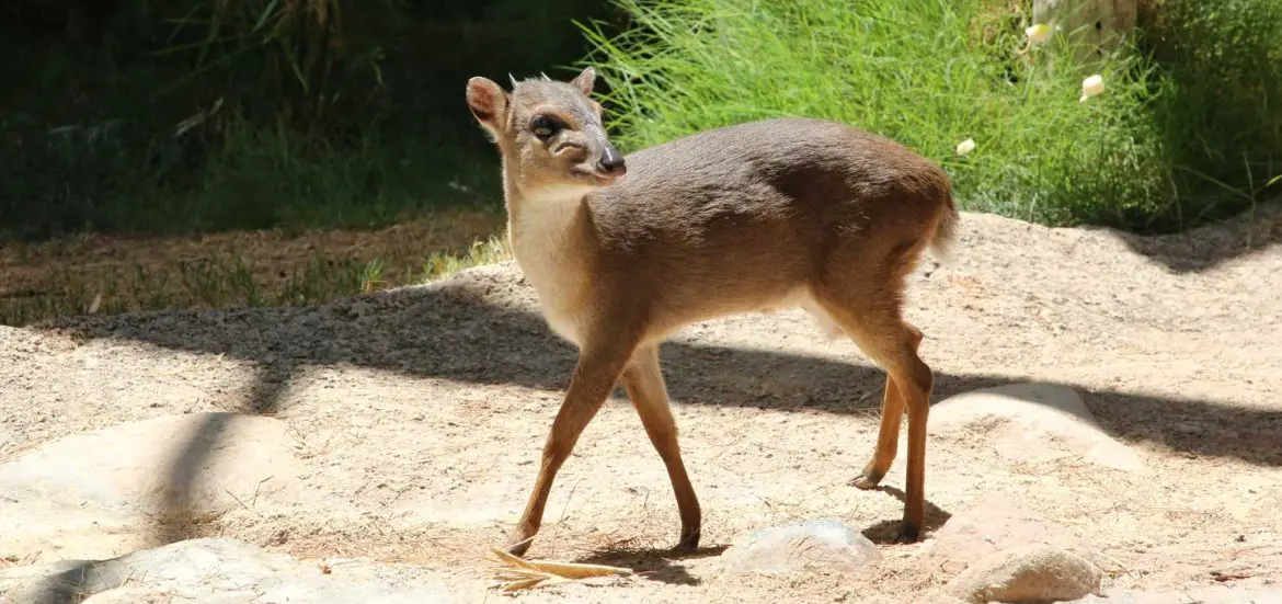 Blue Duiker Moves in to Reid Park Zoo