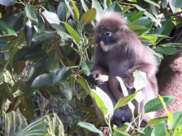 Dusky Langur