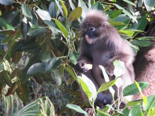Dusky Langur