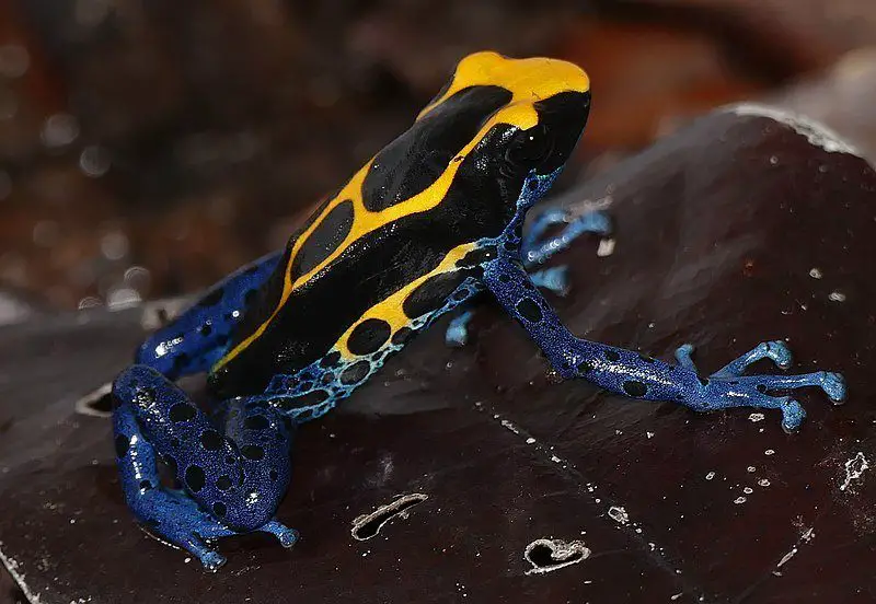 Dyeing Poison Dart Frog | The Animal Facts | Appearance, Habitat, More!