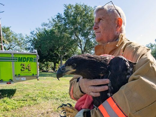 Bald Eagle Rescue Zoo Miami