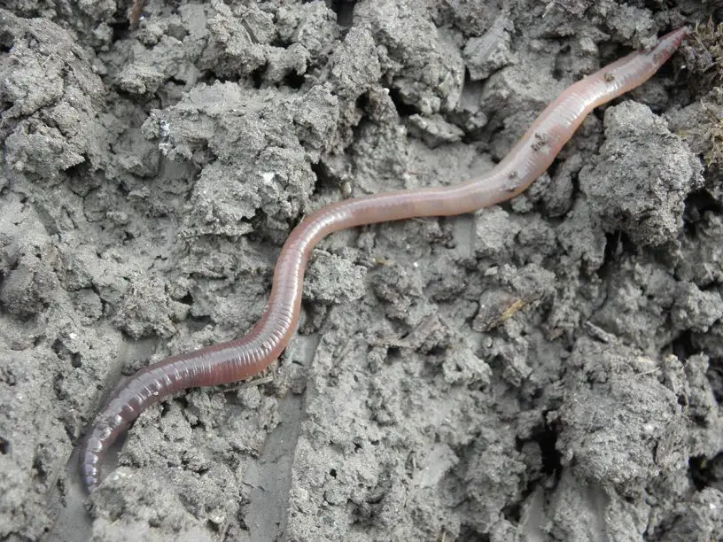 earthworm
