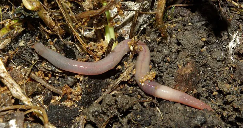 earthworm