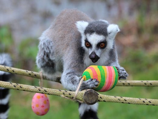 ZSL Whipsnade Zoo Easter Egg Hunt Lemurs