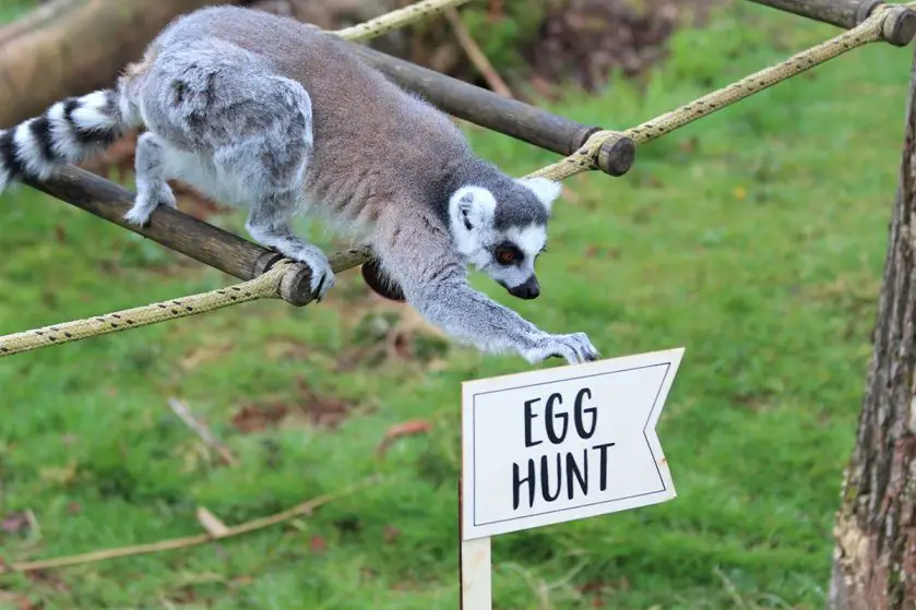 ZSL Whipsnade Zoo Easter Egg Hunt Lemurs