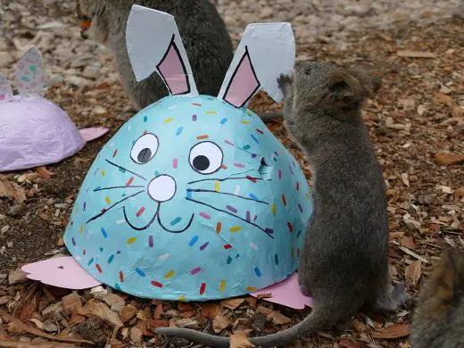 Easter Enrichment at Adelaide Zoo