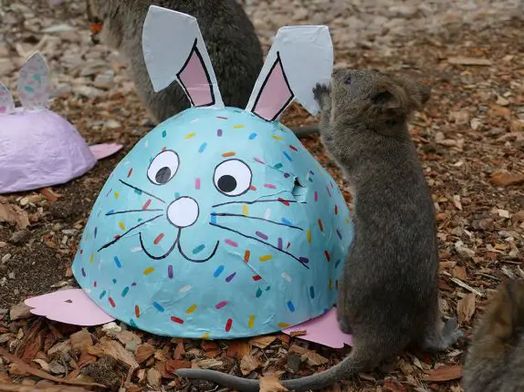 Easter Enrichment at Adelaide Zoo