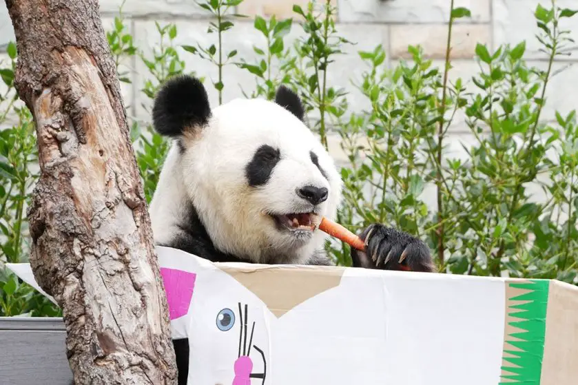 Easter Enrichment at Adelaide Zoo