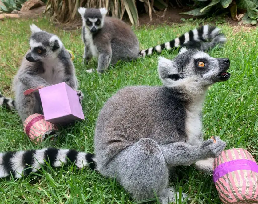 Easter Enrichment at Adelaide Zoo