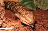 Eastern blue tongue lizard