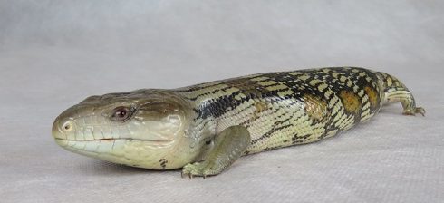 eastern blue tongue lizard