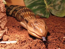 Eastern blue tongue lizard