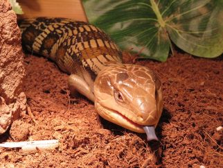 Eastern blue tongue lizard