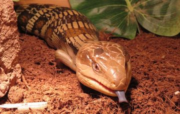 Eastern blue tongue lizard