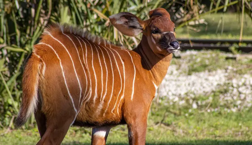 Help Name Bongo Calf Brevard Zoo