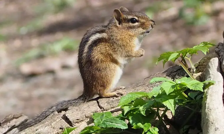 Eastern Chipmunk (Tamias striatus)