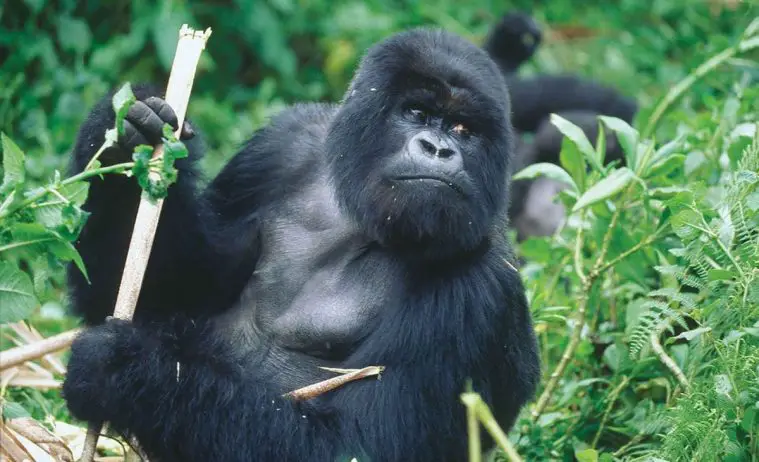 Eastern Gorilla (Gorilla beringei)