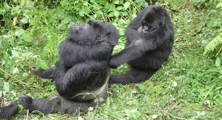 Eastern Gorilla (Gorilla beringei)