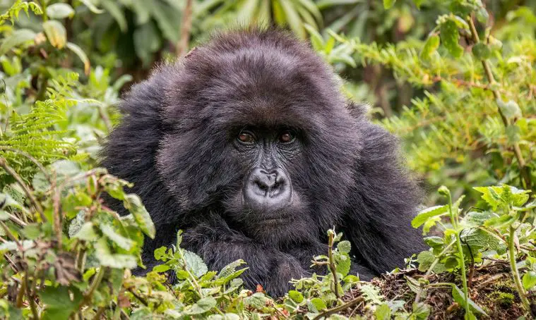 Eastern Gorilla (Gorilla beringei)