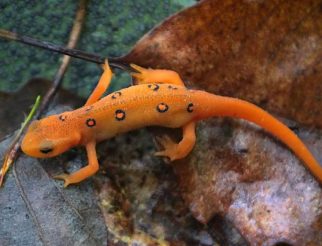 Eastern-Newt