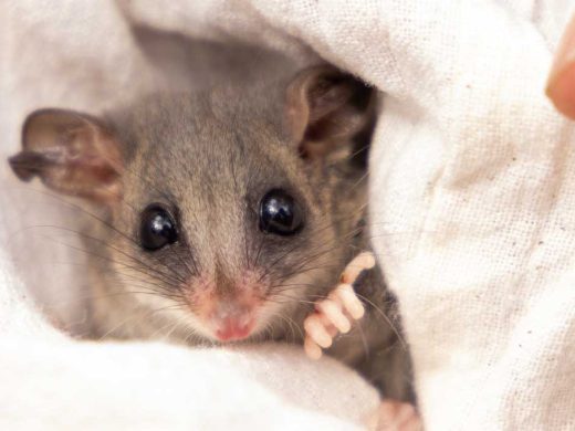 Eastern Pygmy Possum Translocation Australian Wildlife Conservancy