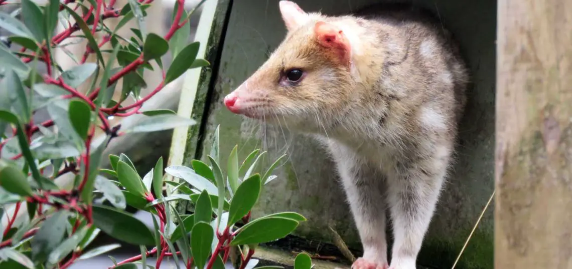 Eastern Quoll (Dasyurus viverrinus)