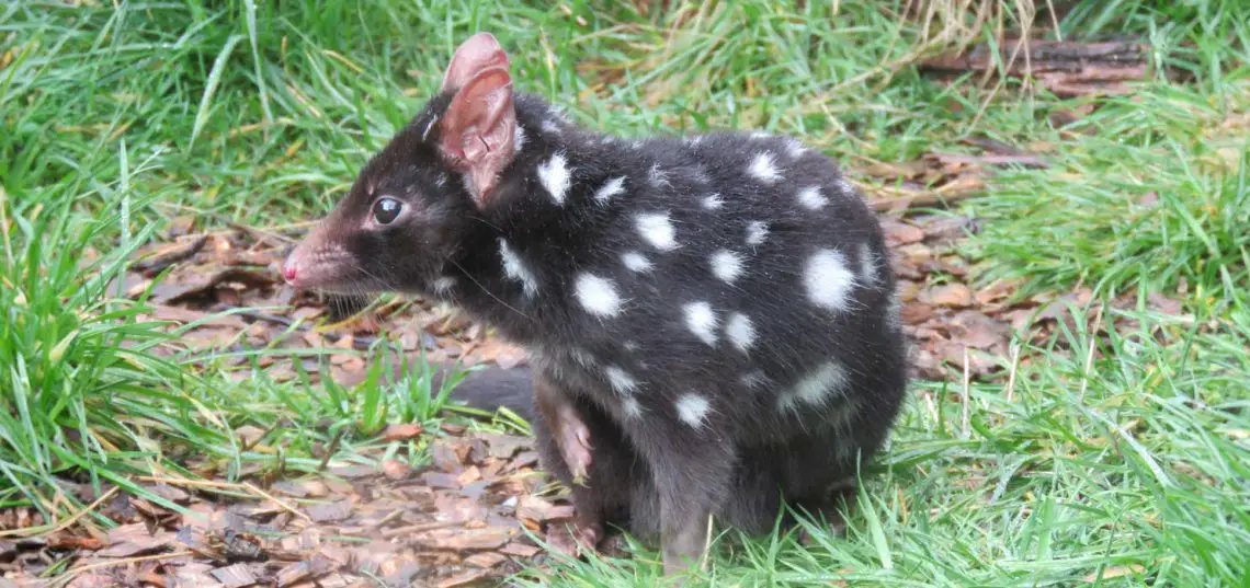 Eastern Quoll (Dasyurus viverrinus)