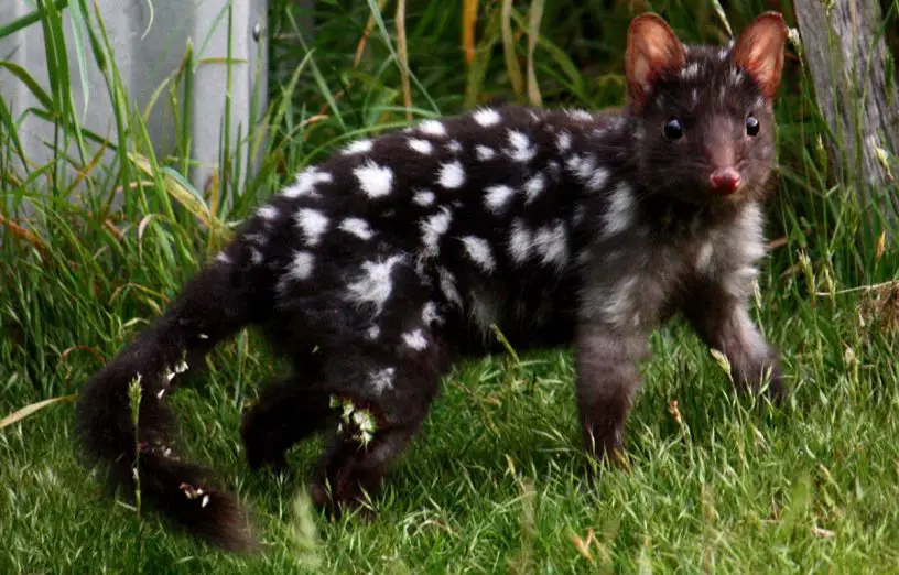 eastern quoll