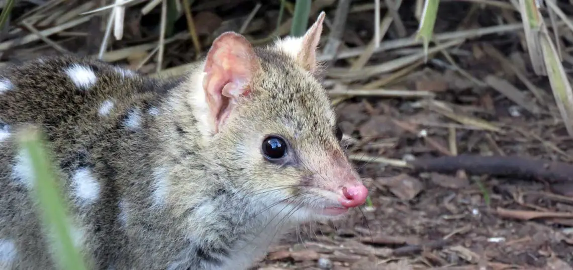 Eastern Quoll (Dasyurus viverrinus)
