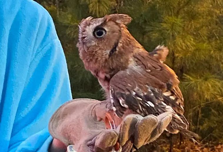 Eastern Screech Owl