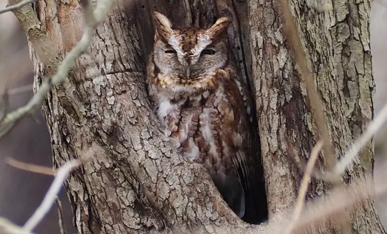 Eastern Screech Owl