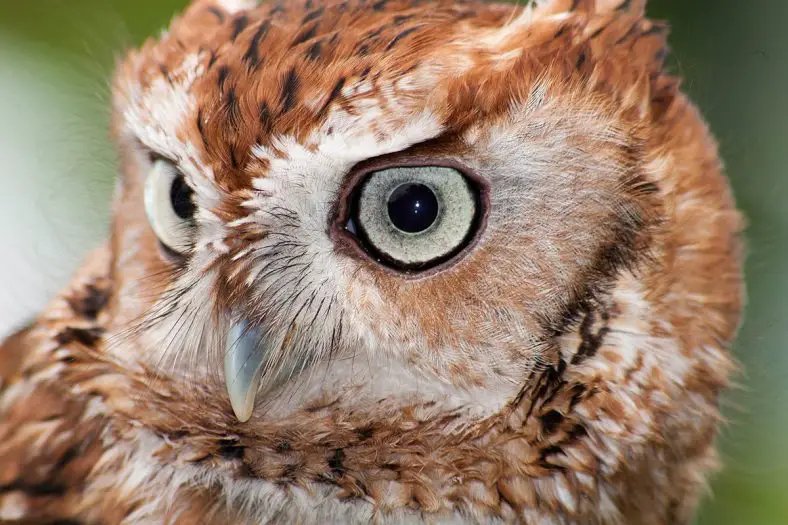 Eastern Screech Owl