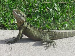 eastern water dragon