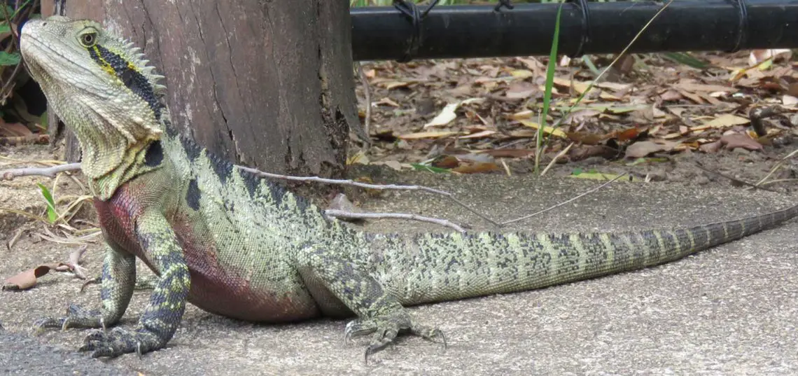 Eastern Water Dragon (Intellagama lesueurii)