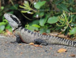 Eastern Water Dragon