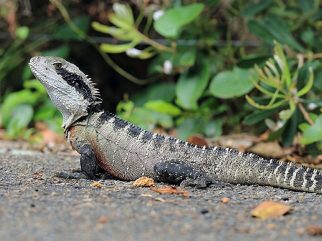 Eastern Water Dragon