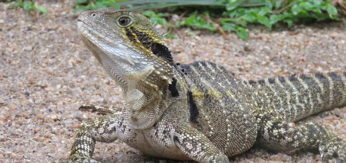 Eastern Water Dragon (Intellagama lesueurii)