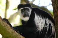 Eastern black and white colobus
