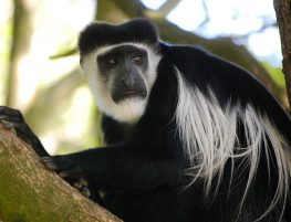 Eastern black and white colobus