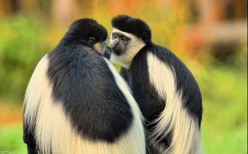 Eastern black and white colobus