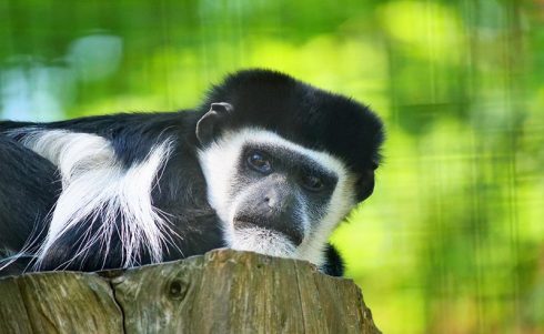 Eastern black and white colobus