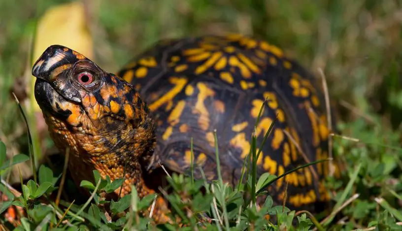 eastern box turtle
