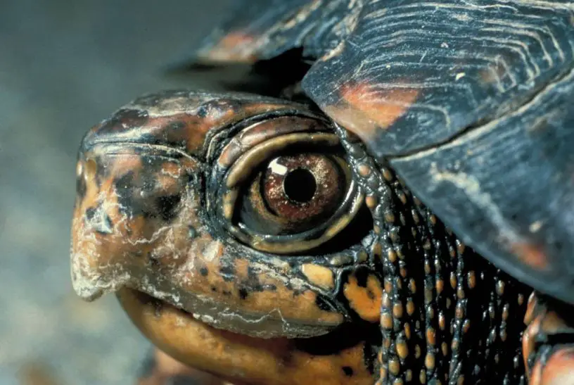 eastern box turtle