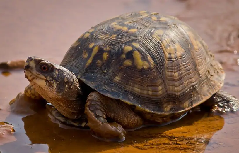 eastern box turtle