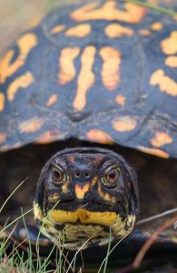 eastern box turtle