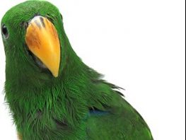Eclectus Parrot