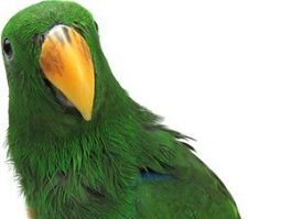 Eclectus Parrot